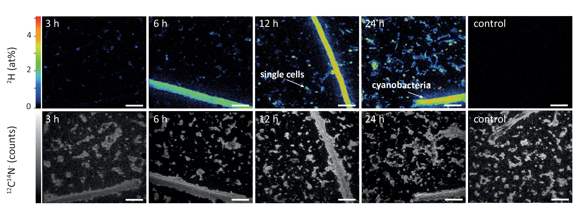 Open access visualization of Microscopy, NanoSIMS, Isotope Content, Secondary Ion Signal, Heavy Water
