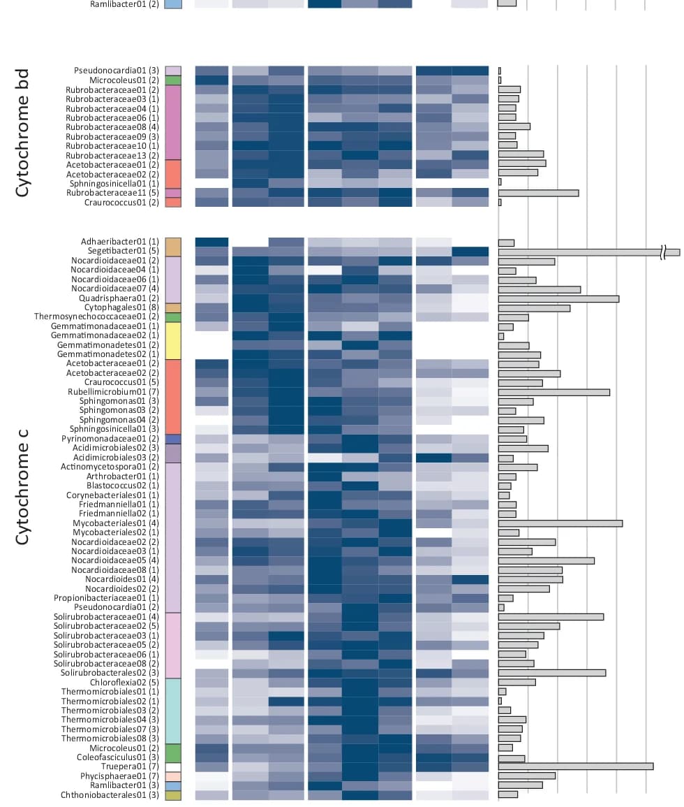 Open access visualization of Heatmap, Bar Plot, Cytochrome bd, Cytochrome c, Aerobic Respiration