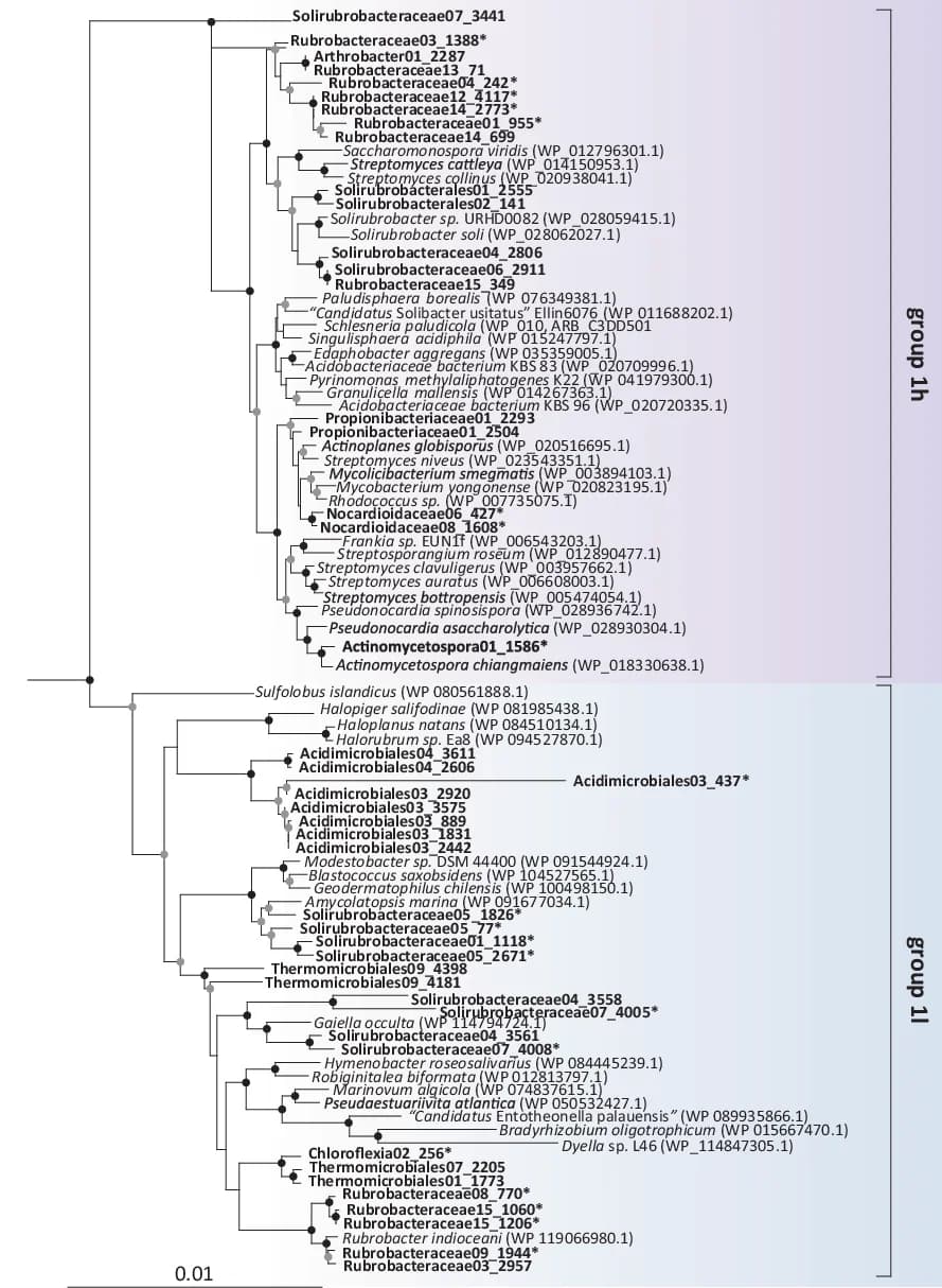 Open access visualization of Network, Pathway, Phylogenetic Tree, Amino Acid Sequences, NiFe Hydrogenase