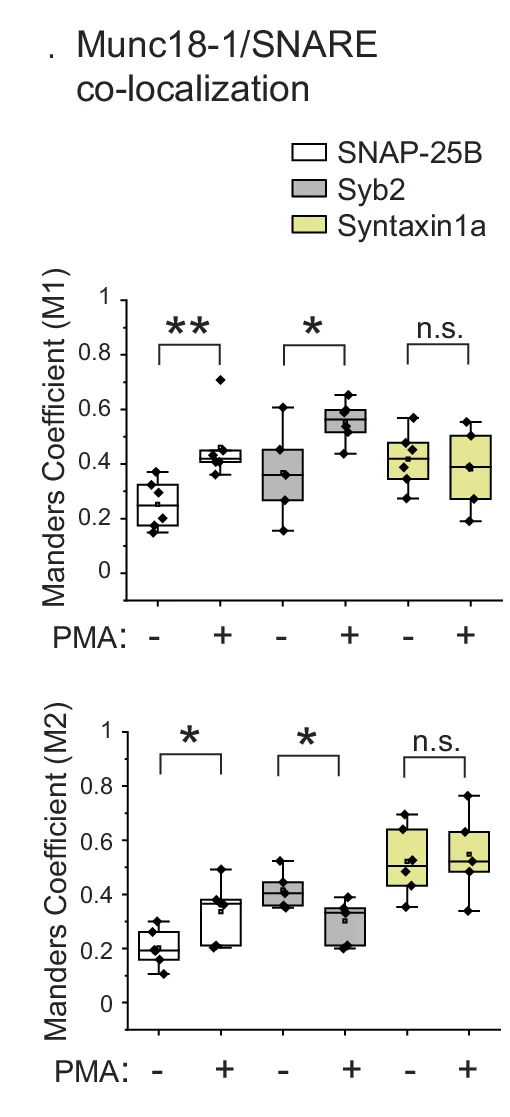 Open access visualization of Box Plot, Scatter Plot, Box Plots, Manders Correlation Co-efficients, Munc18-1