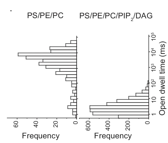 Open access visualization of Histogram, Dwell Time Histograms, Pores, PIP2/DAG, BLM Lipids