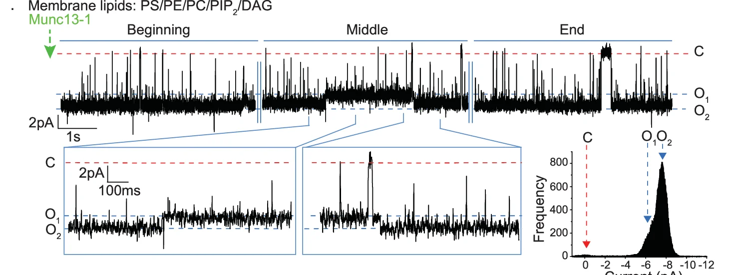 Open access visualization of Line Plot, Density Plot, Munc13-1, ND5 S Pore, Membrane Lipid Composition