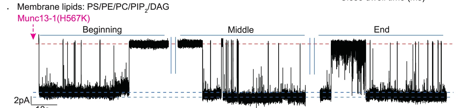 Open access visualization of Line Plot, ND5 S Pore, Munc13-1(H567K), Closed State, Open State