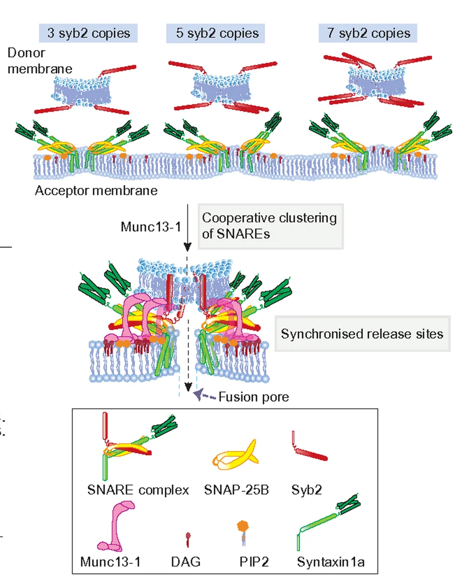 Open access visualization of Illustration, Workflow, Model, Munc13-1, SNARE Complexes