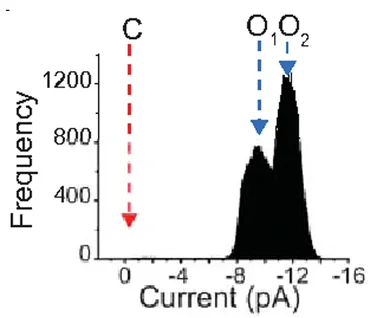 Open access visualization of Histogram, Current Histogram, ND5 S Pore, Closed State, Open States