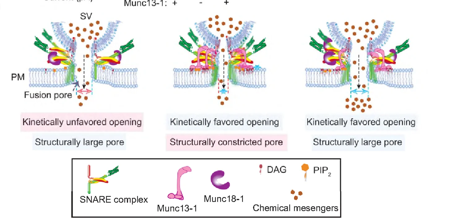 Open access visualization of Illustration, Workflow, Model, Munc13-1, Munc18-1