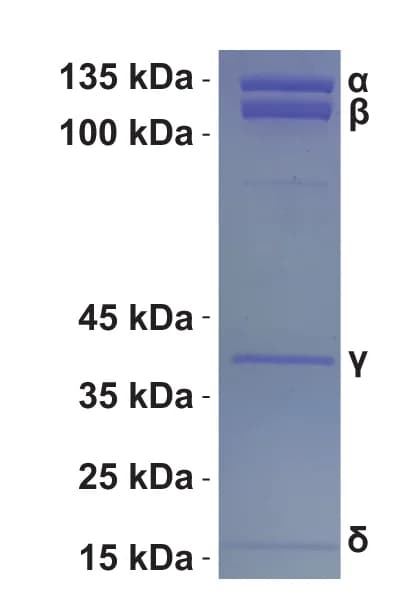 Open access visualization of Gel, SDS-PAGE, PhK Holoenzyme