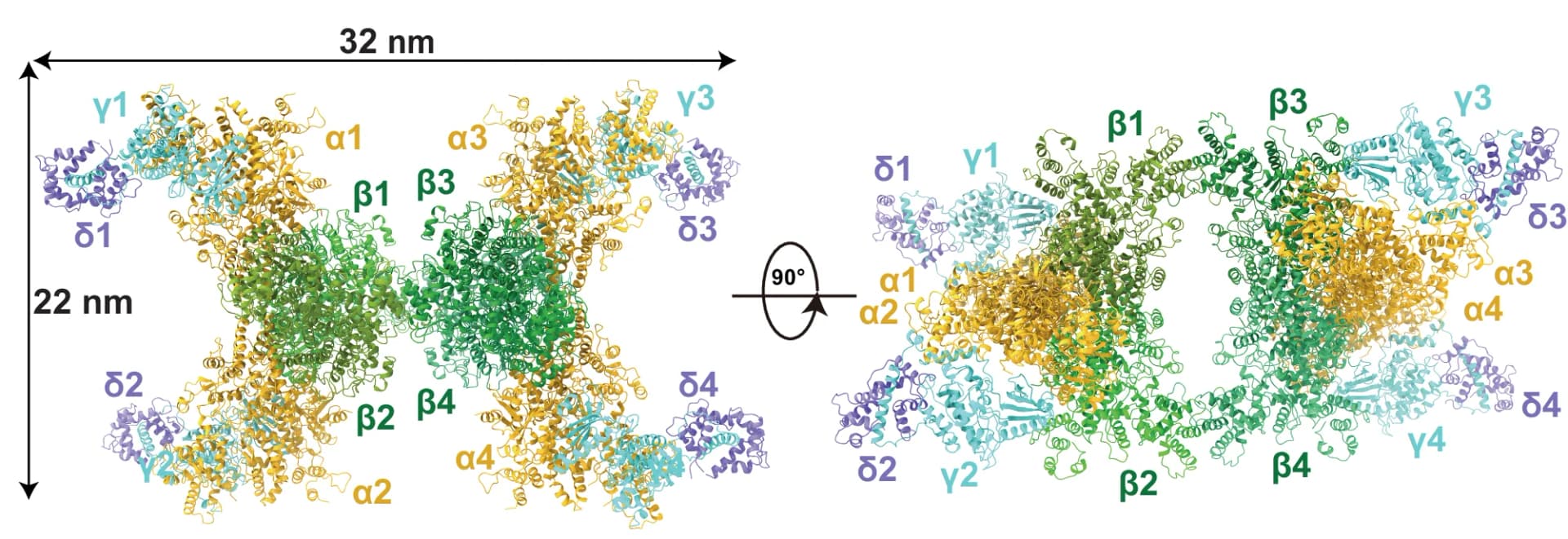 Open access visualization of Protein Structure, Structural Model, PhK Hexadecamer