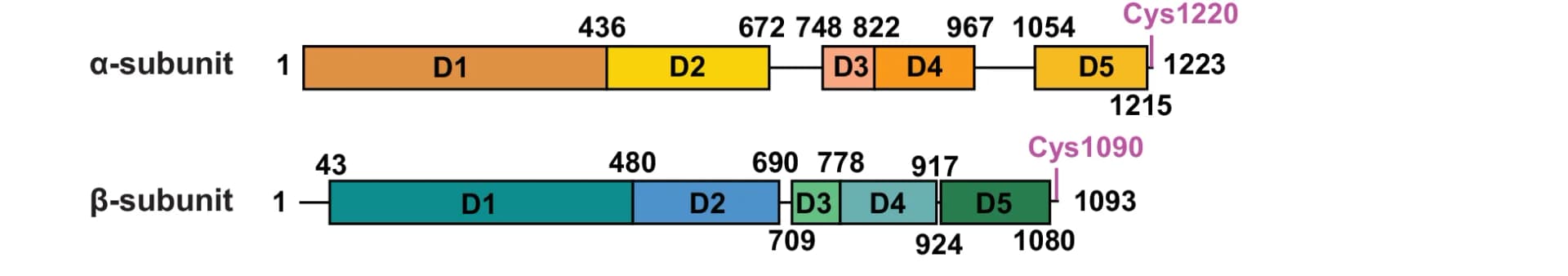 Open access visualization of Illustration, Alpha Subunit, Beta Subunit