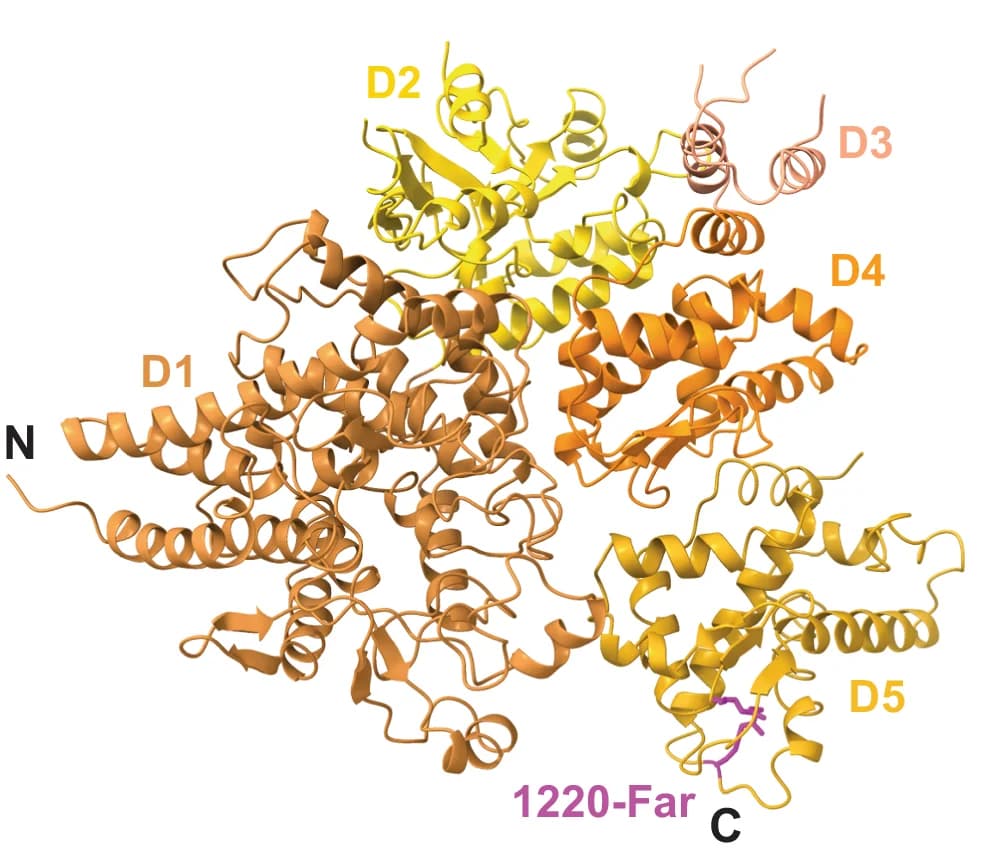 Open access visualization of Protein Structure, Alpha Subunit, D1 Domain, D5 Domain, N-Termini