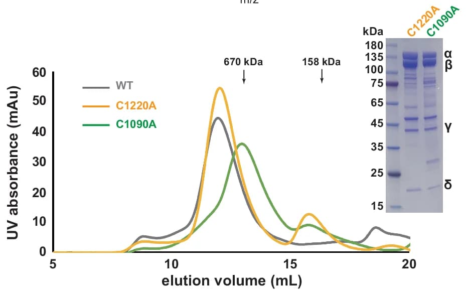 Open access visualization of Line Plot, Gel, Site-Directed Mutagenesis, Size-Exclusion Chromatography, PhK Holoenzyme