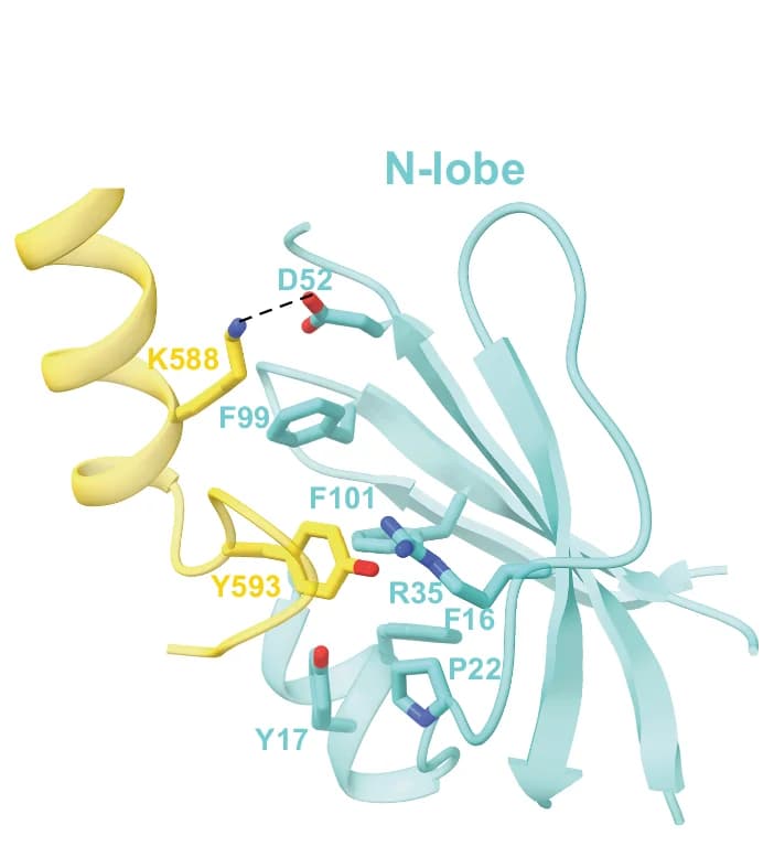 Open access visualization of Protein Structure, Kinase N-lobe, γ-subunit, α-subunit, Polar Interactions