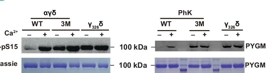Open access visualization of Gel, PhK holoenzyme, Kinase Activity, Mutations, Subcomplex