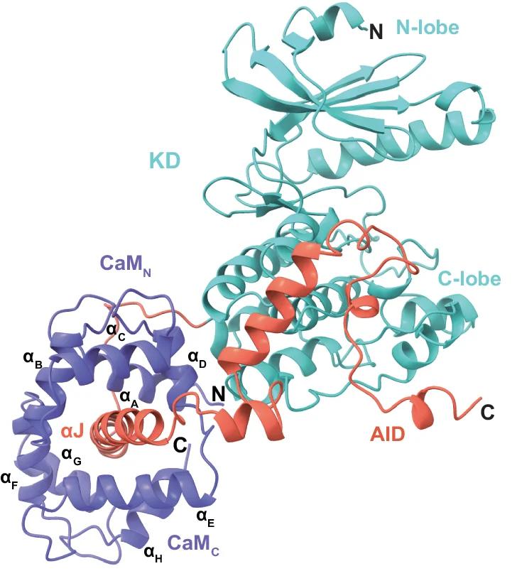 Open access visualization of Protein Structure, Structure, Ribbons, Calmodulin, Helices