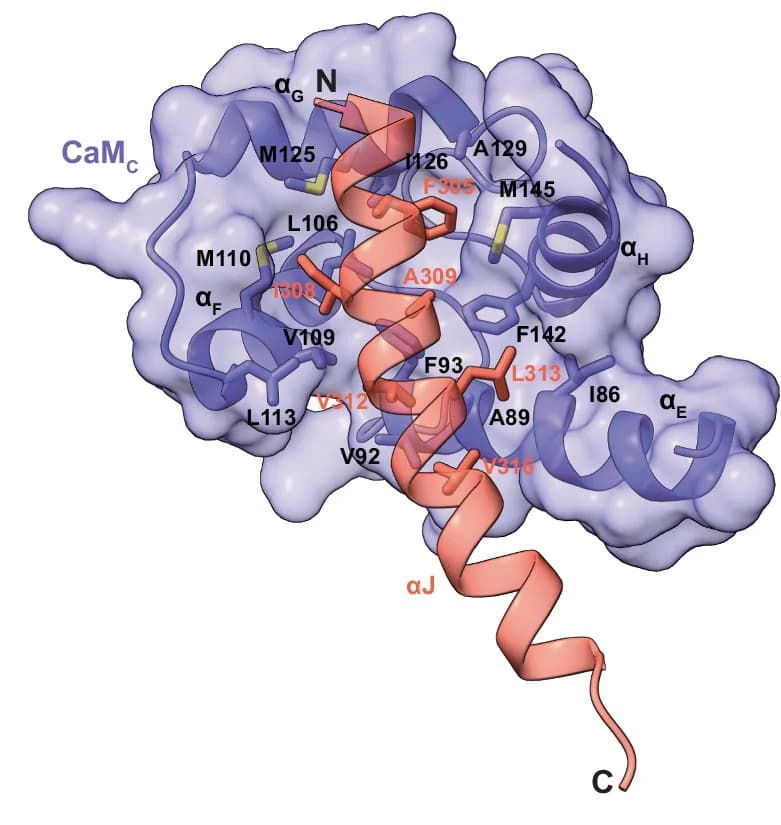 Open access visualization of Protein Structure, Interactions, Calmodulin, C-terminal