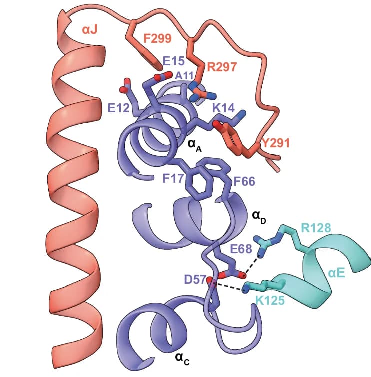 Open access visualization of Protein Structure, Chemical Structure, Interactions, Kinase, Calmodulin