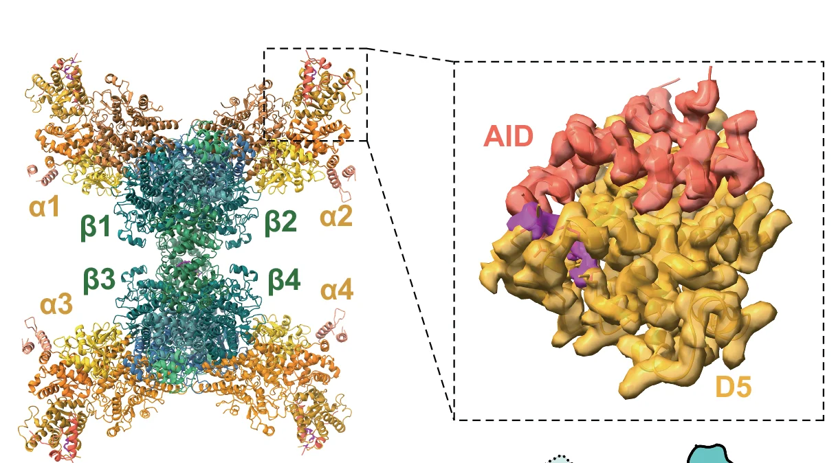 Open access visualization of Protein Structure, Cryo-EM, PhK, Calcium, Density Map