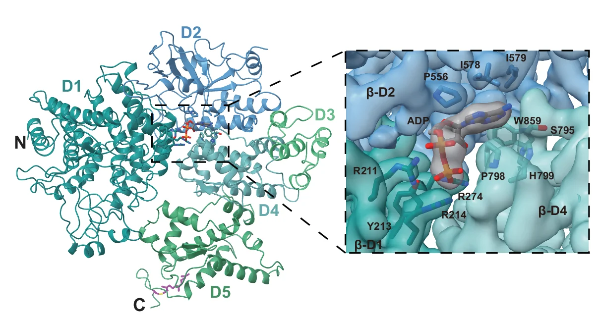 Open access visualization of Protein Structure, 3D Plot, Overall Structure, ADP-Bound, Beta-Subunit