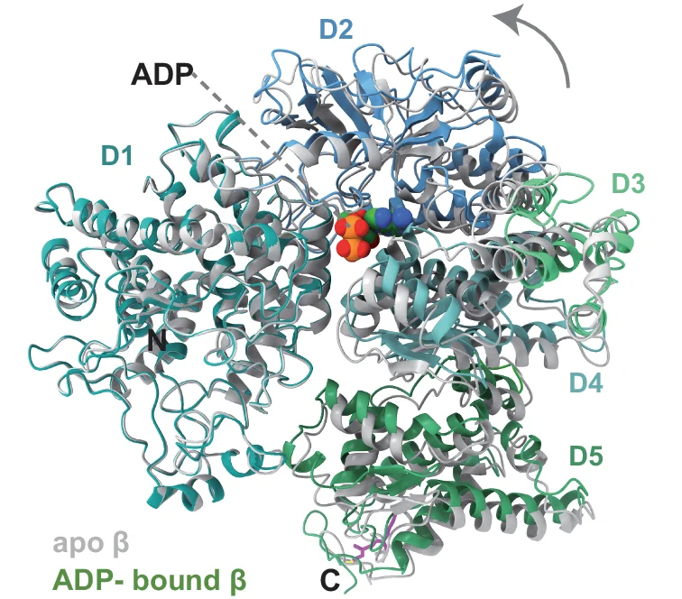 Open access visualization of Protein Structure, 3D Plot, Structural Overlay, Apo, PhK