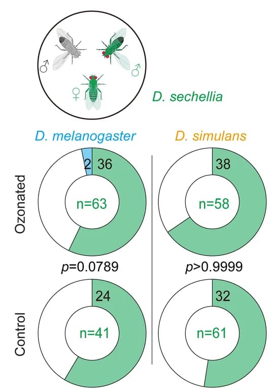 Open access visualization of Donut Chart, Illustration, D. sechellia, Success Rates, Hybridization