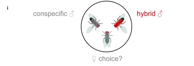 Open access visualization of Illustration, Male-Choice Assay, Female-Choice Assay, Conspecific, Hybrid Male