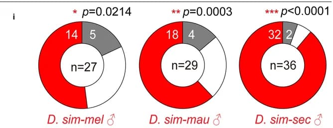 Open access visualization of Donut Chart, Donut Plots, Mating Choices, D. melanogaster, D. mauritiana