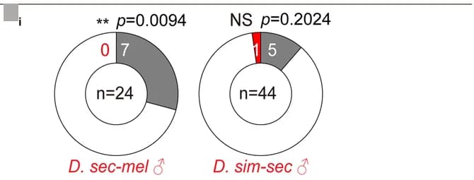 Open access visualization of Donut Chart, Donut Plots, Mating Choices, D. melanogaster, D. mauritiana