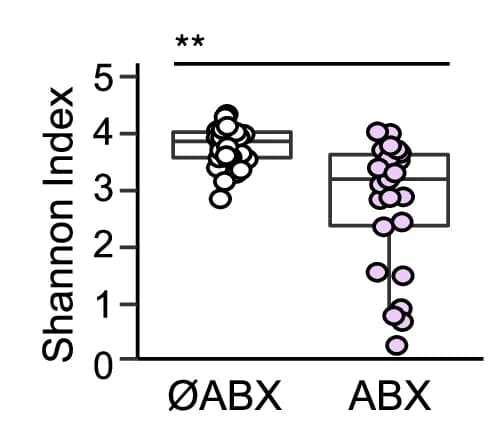 Open access visualization of Box Plot, Scatter Plot, Alpha-Diversity, Shannon Index, Fecal Samples