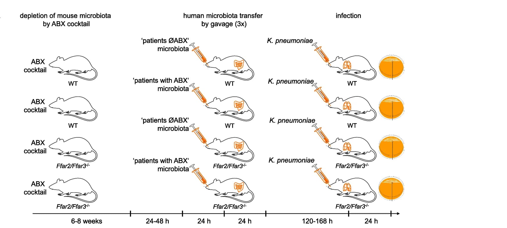 Open access visualization of Workflow, Illustration, Human Microbiota Transplantation, Infection Experiments