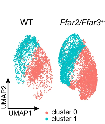 Open access visualization of Scatter Plot, UMAP, AMs, PMNs, Monocytes