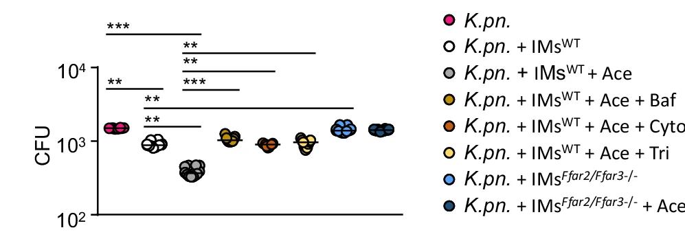 Open access visualization of Scatter Plot, IMs, WT Mice, Ffar2/Ffar3 -/- Mice, Bone Marrow