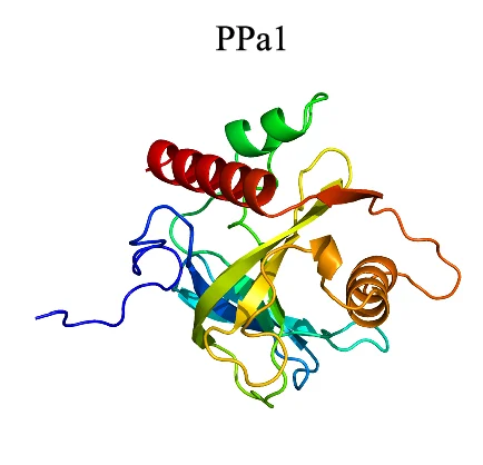 Open access visualization of Protein Structure, Computational Protein Models, Pyrophosphatases, Alkaline Phosphatase, Helices