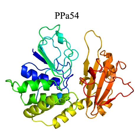 Open access visualization of Protein Structure, Computational Protein Models, Pyrophosphatases, Helices, Sheets