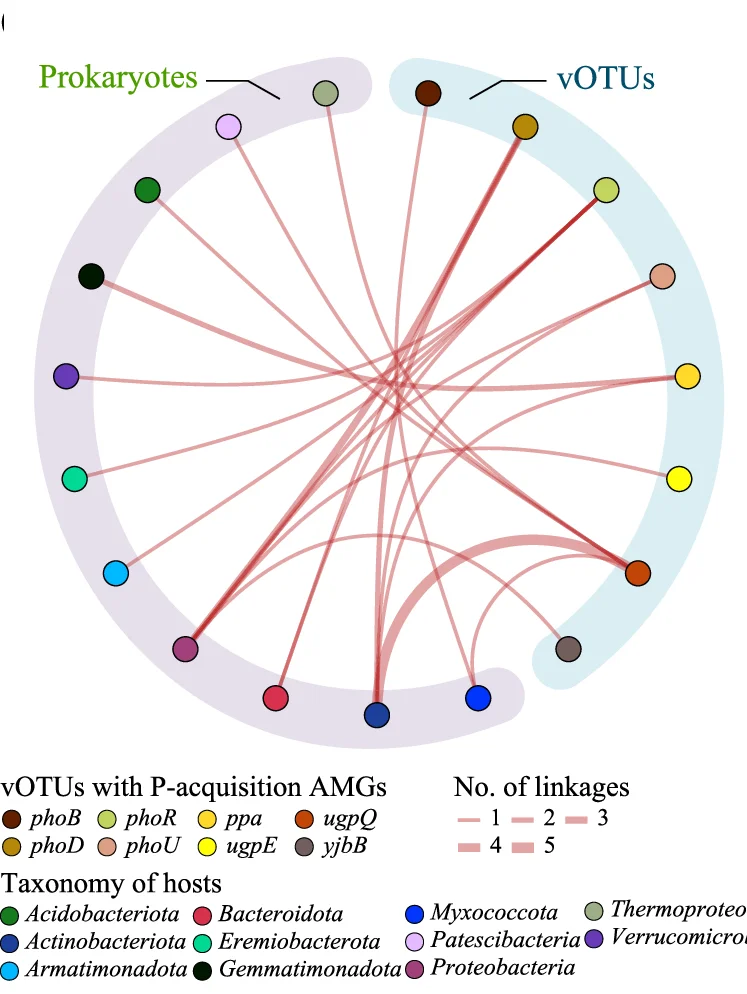 Open access visualization of Network, Chord, vOTU, Host, P-acquisition