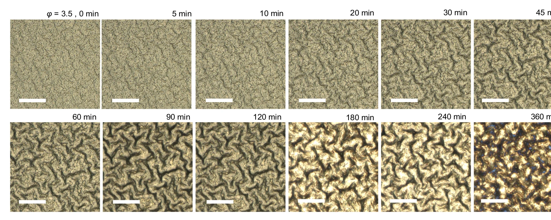 Open access visualization of Microscopy, Optical Microscopy, Gyrification, Au-PDMS, Nanophase