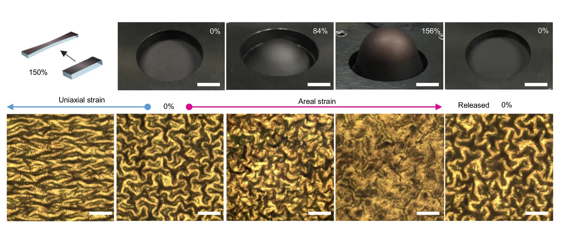 Open access visualization of Microscopy, Photo, Optical Microscopy, Photo Images, 3D Structure