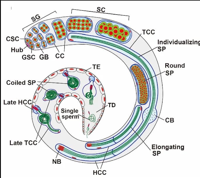 Open access visualization of Illustration, Workflow, Testis, Spermatogenesis, Stem Cells