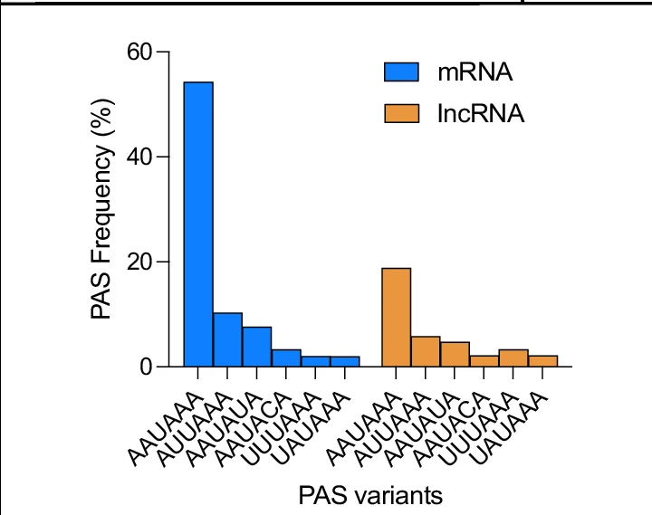 Open access visualization of Bar Plot, Clustered, MRNAs, LncRNAs, Polyadenylation Signals