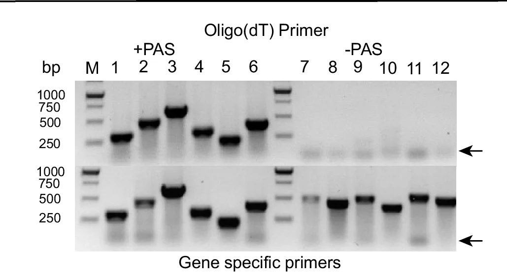 Open access visualization of Gel, RT-PCR, LncRNAs, PAS Motifs, Primers