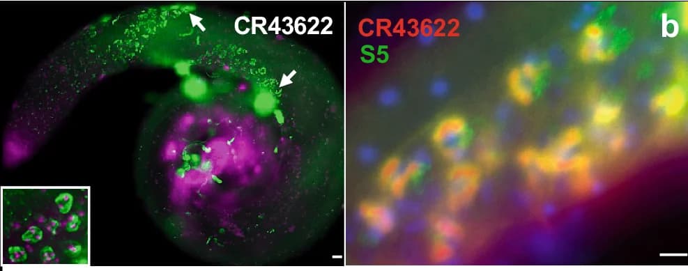 Open access visualization of Microscopy, Y-loop, CR43622, Spermatocyte Nuclei
