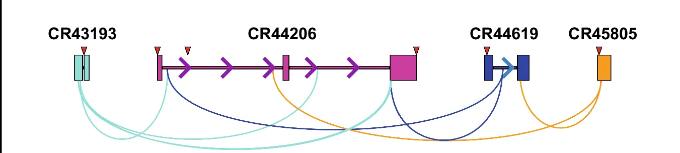 Open access visualization of Pathway, Network, Y-loop, lncRNA, CR44206