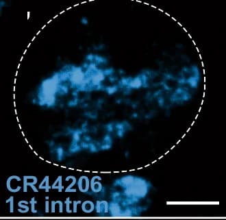 Open access visualization of Microscopy, HCR FISH, Oligonucleotide Probes, CR44206, Exon