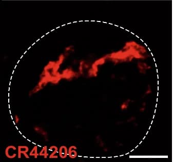 Open access visualization of Microscopy, HCR FISH, Oligonucleotide Probes, CR44206, CR44619