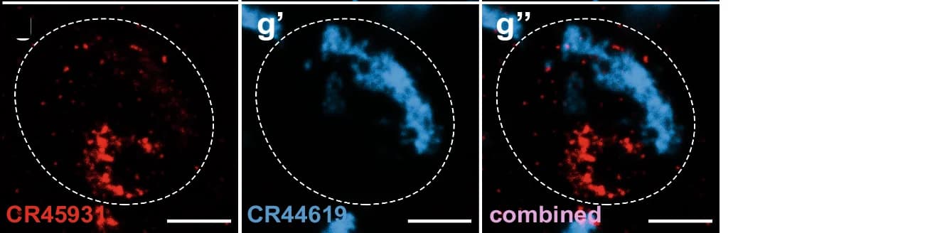 Open access visualization of Microscopy, HCR FISH, Oligonucleotide Probes, CR44619, CR45931