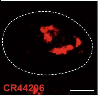 Open access visualization of Microscopy, HCR FISH, Oligonucleotide Probes, CR44206, Ppr-Y