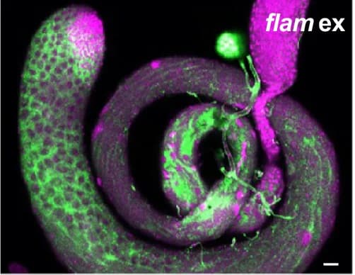 Open access visualization of Microscopy, Testis, Expression, Cytoplasmic
