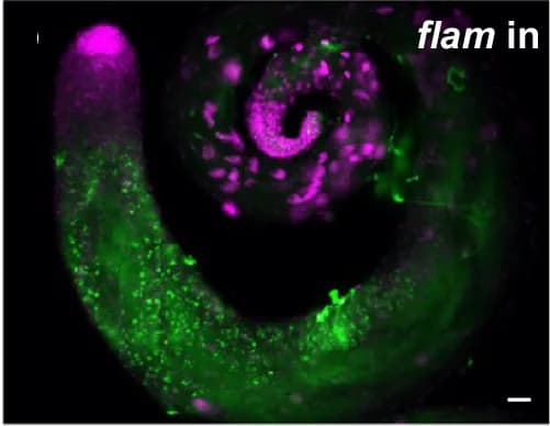 Open access visualization of Microscopy, Expression, Intronic probe, Nuclear, Spermatocytes