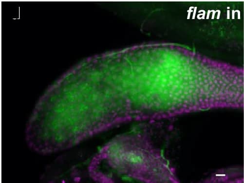 Open access visualization of Microscopy, Transcripts, Secretory Cells, Accessory Glands