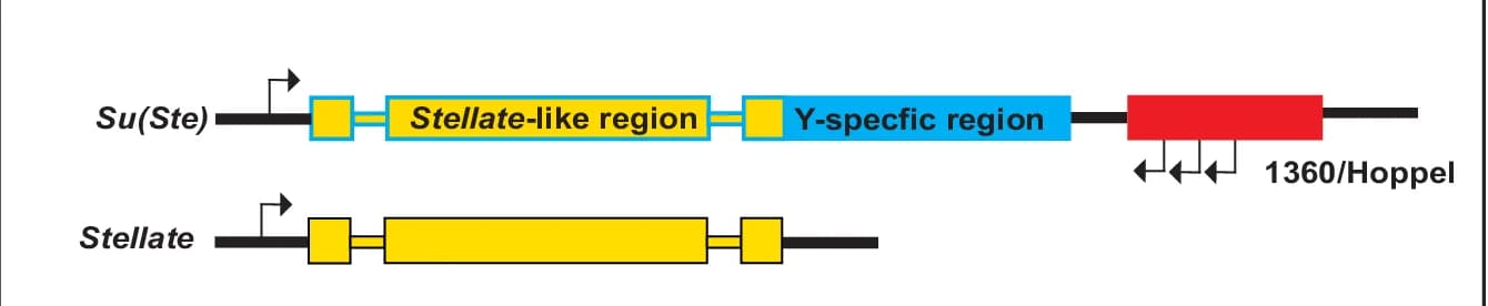 Open access visualization of Workflow, Illustration, Stellate, Su(Ste) Repeat Units, Promoters