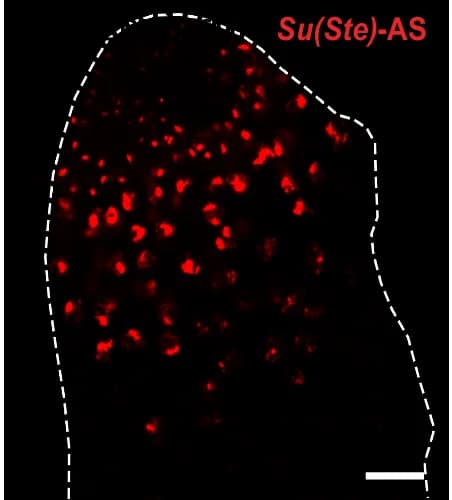 Open access visualization of Microscopy, Expression Patterns, Apical Tip of Testis, HCR FISH, Oligonucleotide Probes